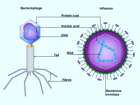 Nipah Virus संरचना 