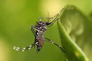 DENGUE insect