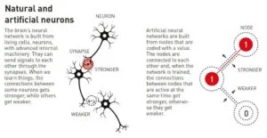 natural and artificial neurons