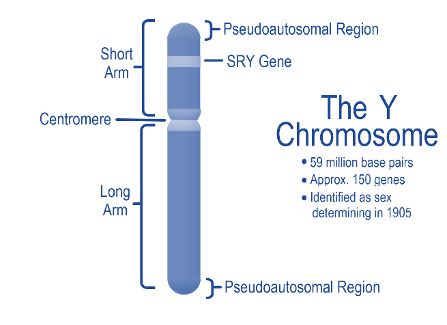 The Y Chromosome