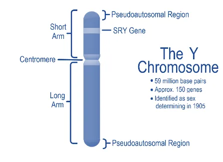 The Y Chromosome