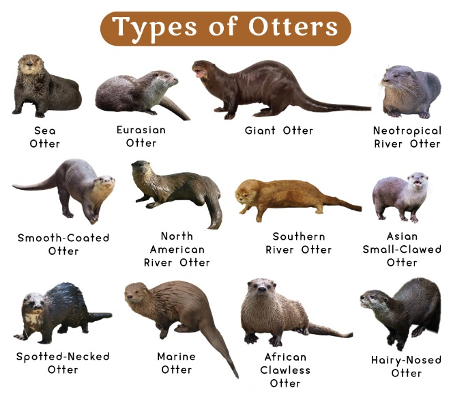 Types Of otters