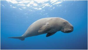 Dugong