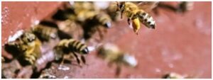 Stingless Bees