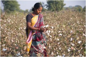Cotton Industry in India