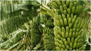 Bananas Cultivation