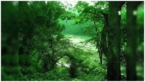 Urban Forests in India