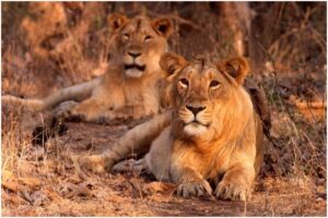 Asiatic Lion Census 2025