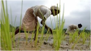 Empowering Women in Agriculture for Food Security
