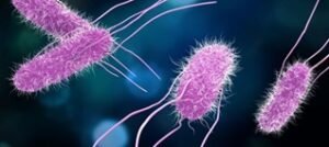 Salmonella
