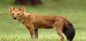 Cuon alpinus Dhole
