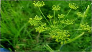 Asafoetida (Heeng) Cultivation