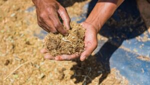 Insect-Based Livestock Feed