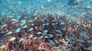 Coral cover in Lakshadweep saw 50% reduction in 24 years