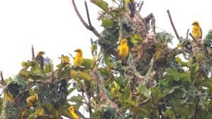 Kaziranga Records 43 Species in First Grassland Bird Census