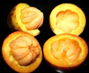 Garcinia kusuma