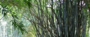 Bambusa Tulda