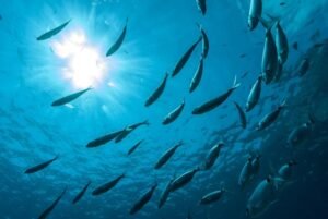 Growth of fish production in India