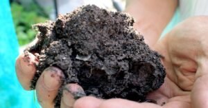 Biochar