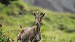Nilgiri Tahr Population Rise 21%