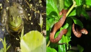 Cost of Dealing with Invasive Species