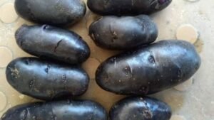 Bio-fortified potatoes