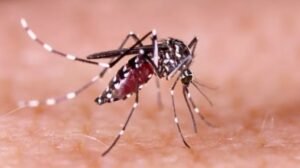 Malaria