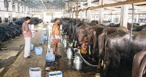 Dairy sector of India