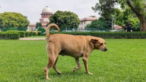 Supreme Court's revised order on stray dogs