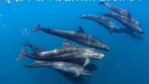 whale