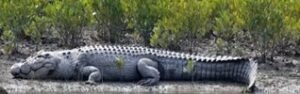 Saltwater Crocodiles