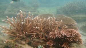 Coral restoration in Gulf of Mannar