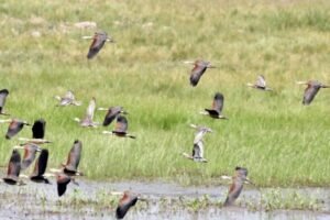 Two Wetlands in Bihar Designated as Ramsar Sites