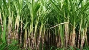 The ban on production of ethanol from sugarcane has been lifted