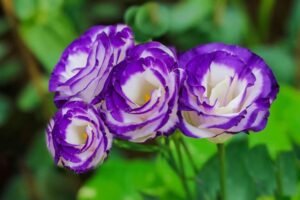 Eustoma Flower