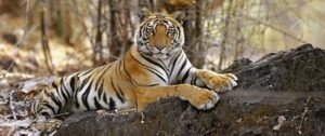 Translocation of Tigers to Sahyadri Tiger Reserve