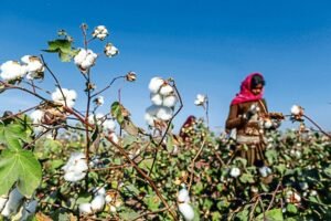 Cotton Import Duty Exemption Extended till 31st December 2025