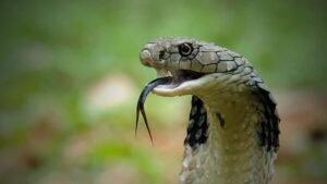 Big Four Snakes in India