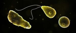 Brain-eating amoeba