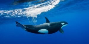 Orca