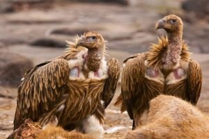 Vulture Conservation Project