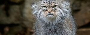 Pallas Cat