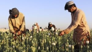 Opium production in India
