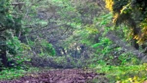 India Moves up to 9th Position Globally in Forest Area