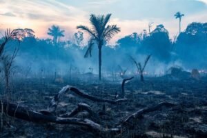 CO₂ Fertilisation and the Amazon Rainforest