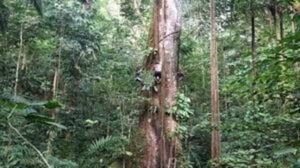 Climate Change Spurs Growth in Amazon Rainforest Trees