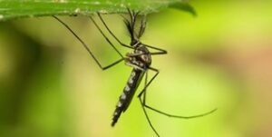 Mosquitoes in Iceland