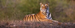 Tiger Green Status Assessment