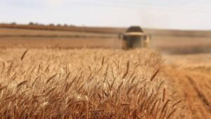 Impact of Climate Warming on Global Food Security