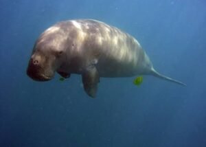 Endangered Sea Cow